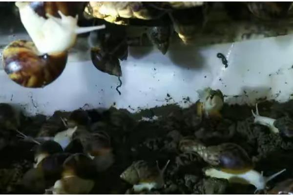 白玉蜗牛的养殖方法,气温稳定在20℃时投放幼螺