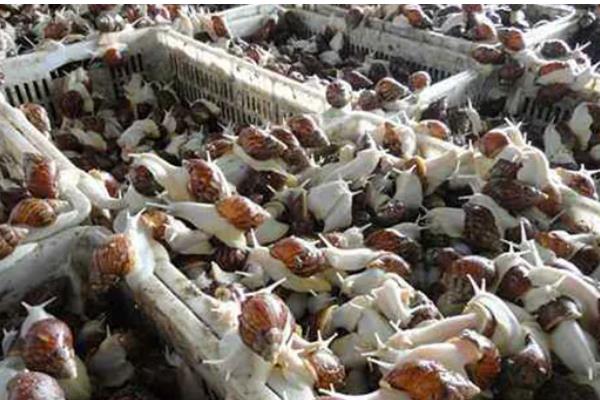 白玉蜗牛的养殖方法,气温稳定在20℃时投放幼螺