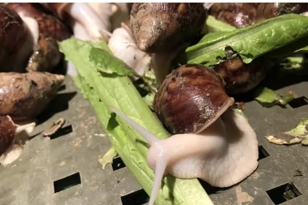 白玉蜗牛的养殖方法,气温稳定在20℃时投放幼螺