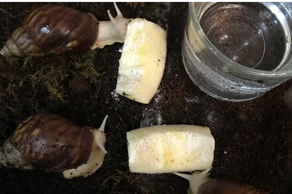 白玉蜗牛的养殖方法,气温稳定在20℃时投放幼螺