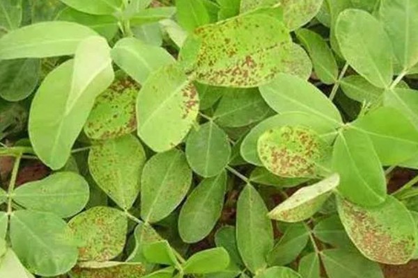 如何防治花生紫纹羽病，重病区与禾本科作物进行轮作