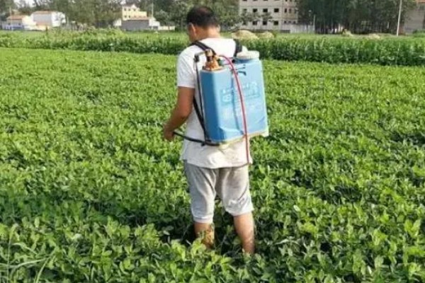 如何防治花生紫纹羽病，重病区与禾本科作物进行轮作