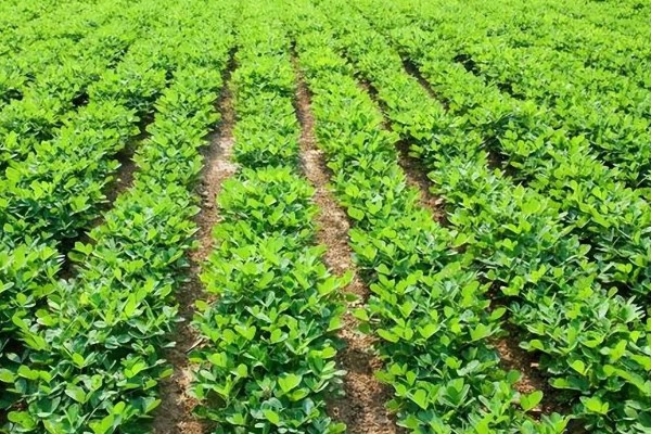 如何防治花生紫纹羽病，重病区与禾本科作物进行轮作