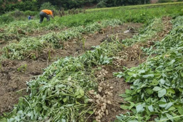 如何防治花生紫纹羽病，重病区与禾本科作物进行轮作
