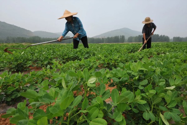 如何防治花生紫纹羽病，重病区与禾本科作物进行轮作
