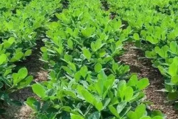 如何防治花生紫纹羽病，重病区与禾本科作物进行轮作