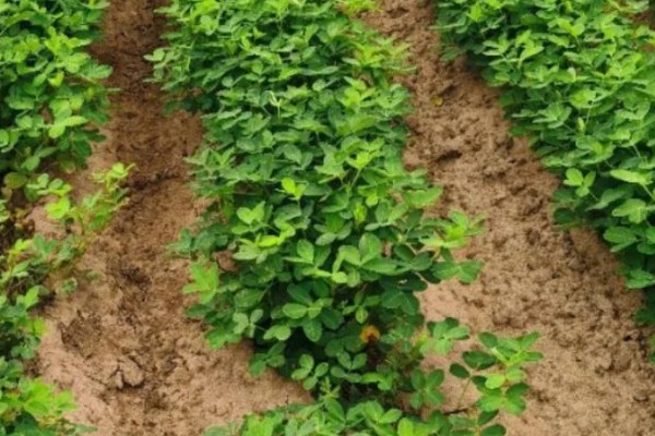 如何防治花生紫纹羽病，重病区与禾本科作物进行轮作