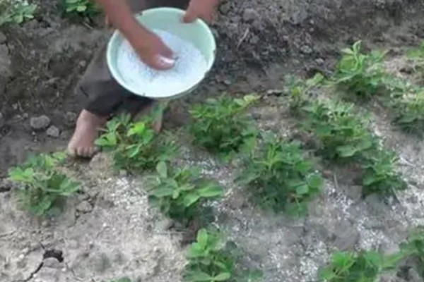 如何防治花生紫纹羽病，重病区与禾本科作物进行轮作