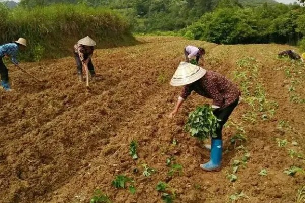 谷雨前后会下雨吗,不一定每个地方都会下雨