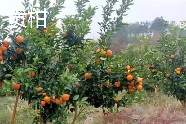 中国柑橘的经济栽培区在哪里,主要集中在北纬20°-33°左右