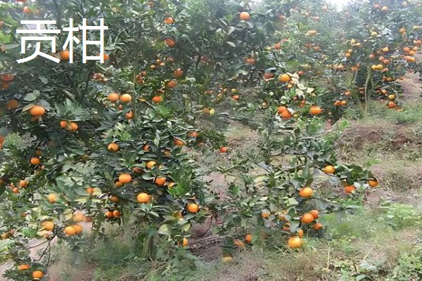 中国柑橘的经济栽培区在哪里,主要集中在北纬20°-33°左右