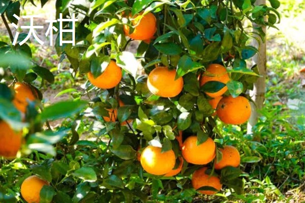 中国柑橘的经济栽培区在哪里,主要集中在北纬20°-33°左右