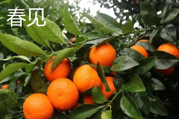 中国柑橘的经济栽培区在哪里,主要集中在北纬20°-33°左右