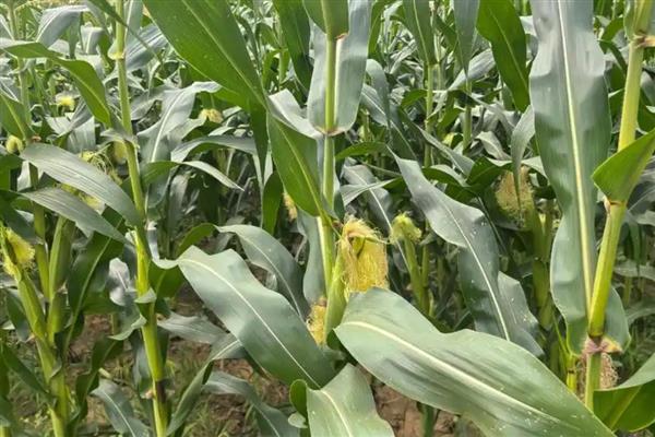 玉米是靠什么传播种子，可以通过风和动物传播