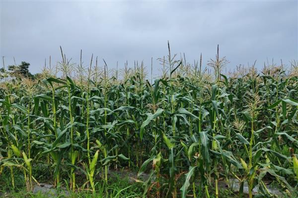 玉米是靠什么传播种子，可以通过风和动物传播