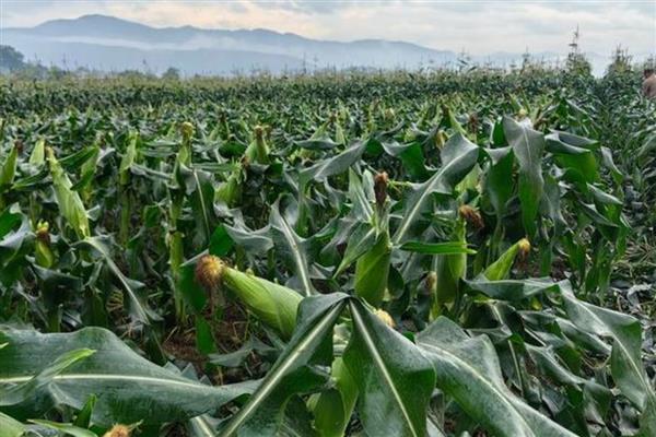 玉米是靠什么传播种子，可以通过风和动物传播