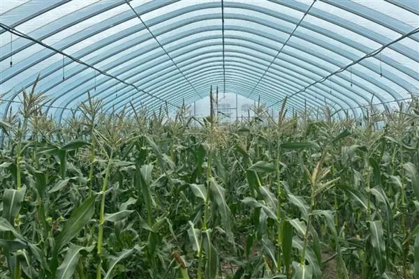 玉米是靠什么传播种子，可以通过风和动物传播