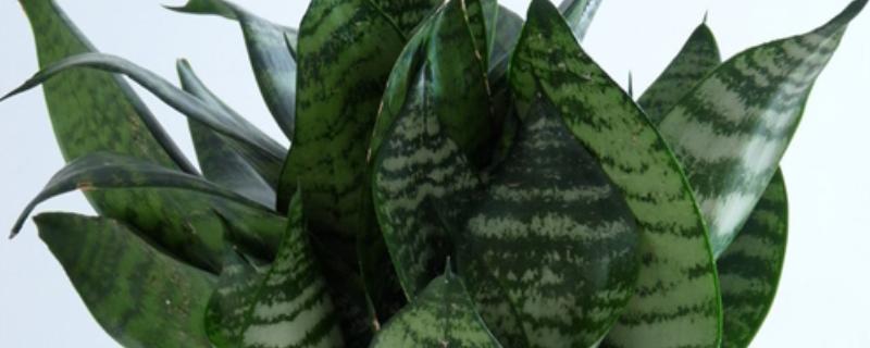 不带金边的虎皮兰是什么，被称为虎尾兰
