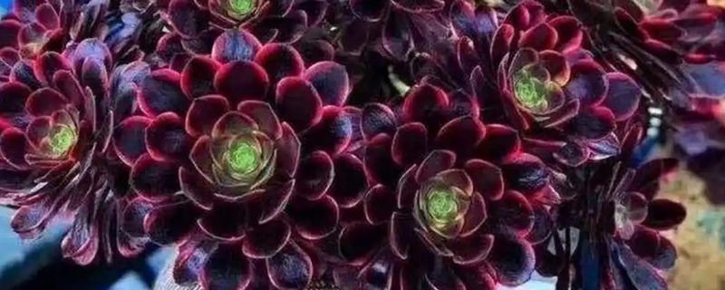 法师缀化上盆如何养护，需要控制好浇水量