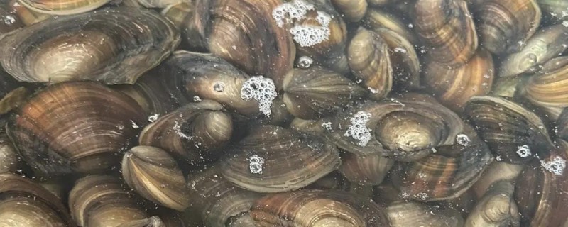 河蚌吃什么食物，吃轮虫、鞭毛虫、绿眼虫等