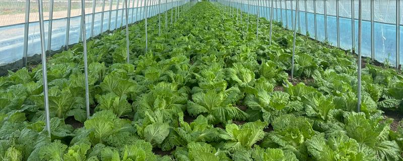 雾霾天气大棚蔬菜的管理方法，一定要科学浇水