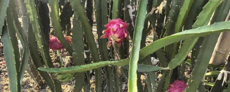 火龙果的种类有哪些，有黄火龙果、白火龙果等