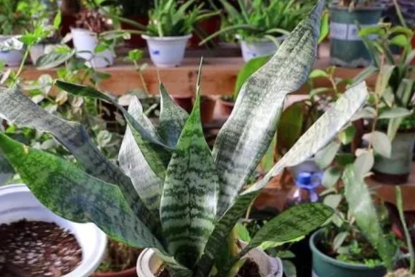 不带金边的虎皮兰是什么,被称为虎尾兰