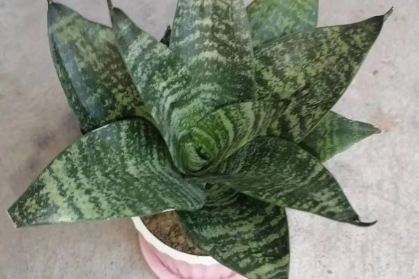 不带金边的虎皮兰是什么,被称为虎尾兰