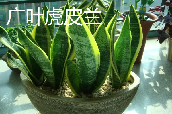 不带金边的虎皮兰是什么,被称为虎尾兰