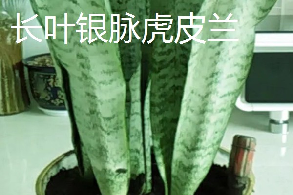 不带金边的虎皮兰是什么,被称为虎尾兰