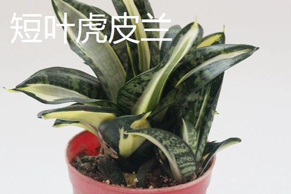 不带金边的虎皮兰是什么,被称为虎尾兰