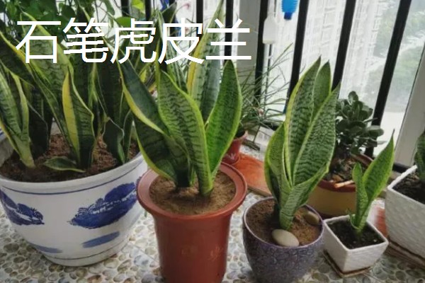 不带金边的虎皮兰是什么,被称为虎尾兰