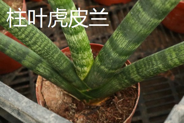 不带金边的虎皮兰是什么,被称为虎尾兰