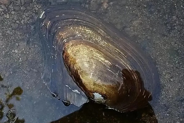河蚌吃什么食物，吃轮虫、鞭毛虫、绿眼虫等