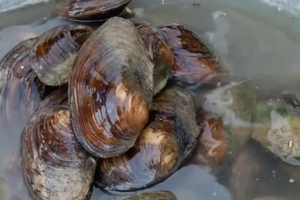 河蚌吃什么食物，吃轮虫、鞭毛虫、绿眼虫等