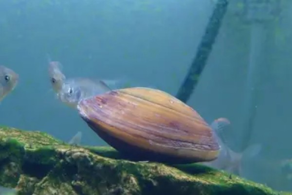 河蚌吃什么食物，吃轮虫、鞭毛虫、绿眼虫等