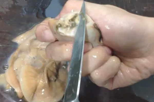 河蚌吃什么食物，吃轮虫、鞭毛虫、绿眼虫等