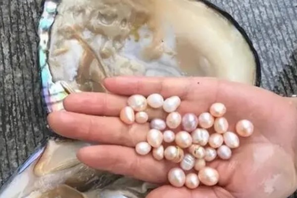 河蚌吃什么食物，吃轮虫、鞭毛虫、绿眼虫等