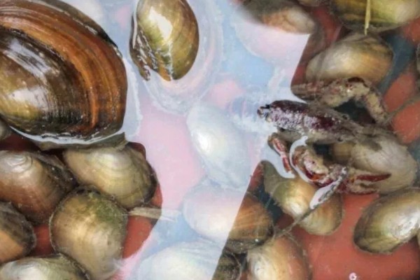 河蚌吃什么食物，吃轮虫、鞭毛虫、绿眼虫等
