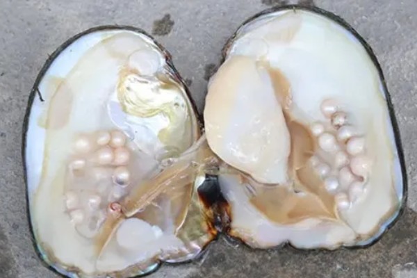 河蚌吃什么食物，吃轮虫、鞭毛虫、绿眼虫等