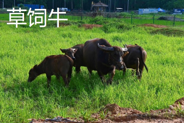 牛肉谷饲和草饲有什么区别,前者肉质嫩滑、后者肉质精瘦细嫩