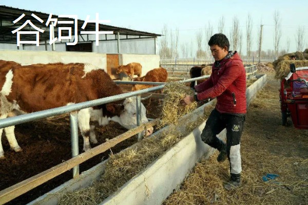 牛肉谷饲和草饲有什么区别,前者肉质嫩滑、后者肉质精瘦细嫩