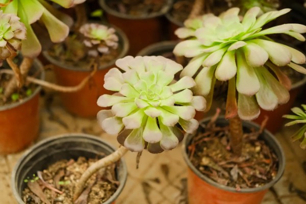 法师缀化上盆如何养护,需要控制好浇水量