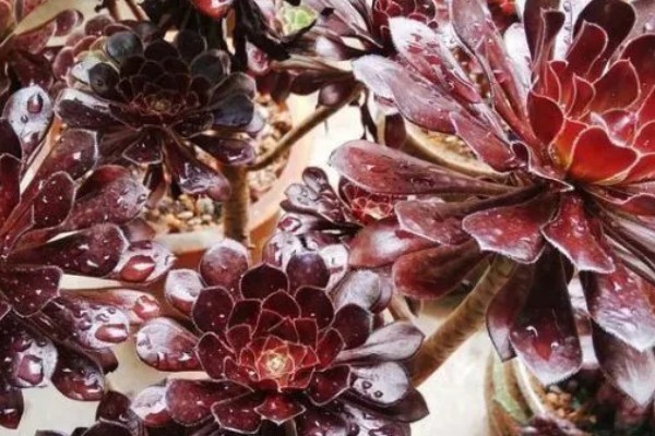 法师缀化上盆如何养护,需要控制好浇水量