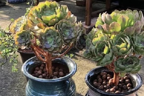 法师缀化上盆如何养护,需要控制好浇水量