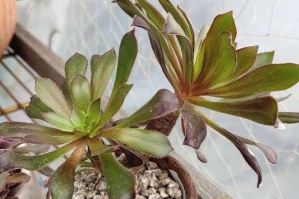 法师缀化上盆如何养护,需要控制好浇水量