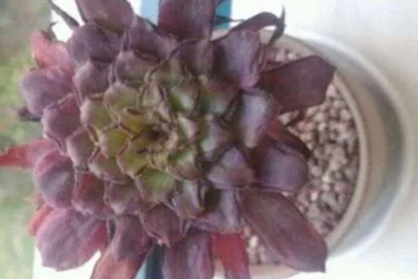 法师缀化上盆如何养护,需要控制好浇水量