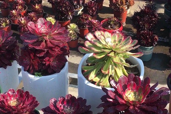 法师缀化上盆如何养护,需要控制好浇水量