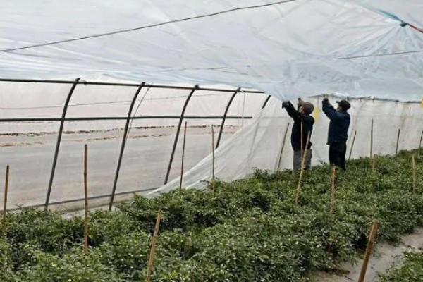 雾霾天气大棚蔬菜的管理方法，一定要科学浇水