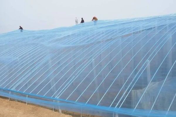 雾霾天气大棚蔬菜的管理方法，一定要科学浇水